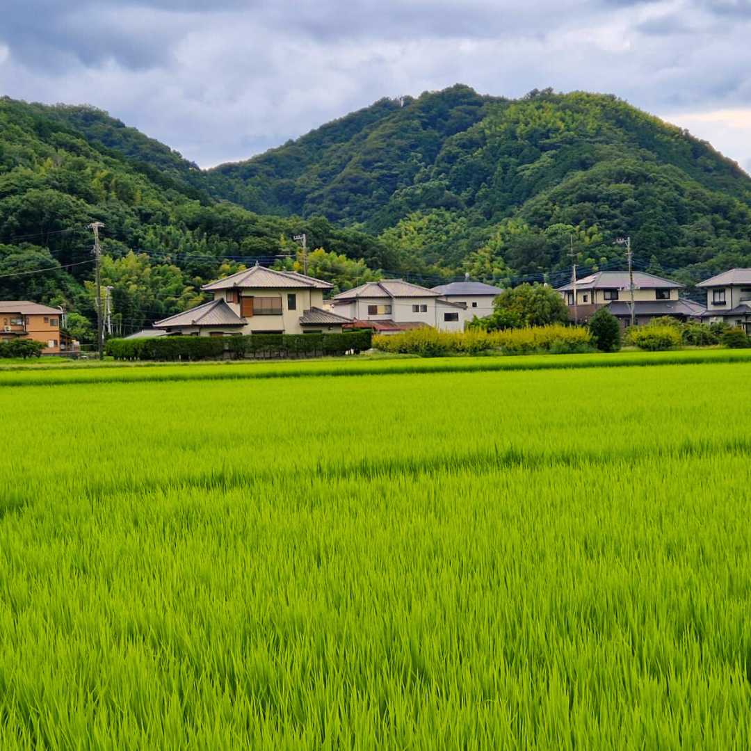LiNGER Travel - Award-winning Creators Of Sabbaticals - Japan - Akita - vibrant rice paddies