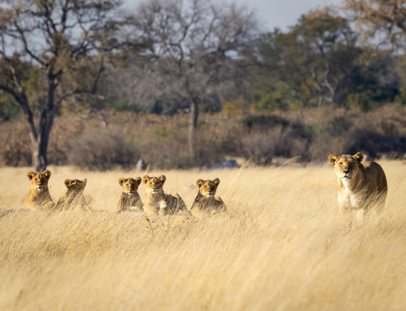 Sabbaticals & Experiential Holidays In Zimbabwe Africa - LiNGER Travel